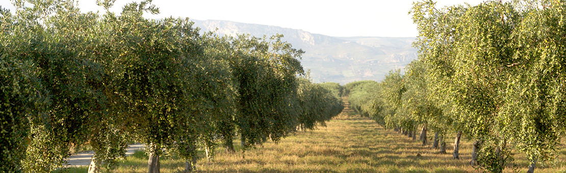 Olio Siciliano | Azienda Agricola Rizzo