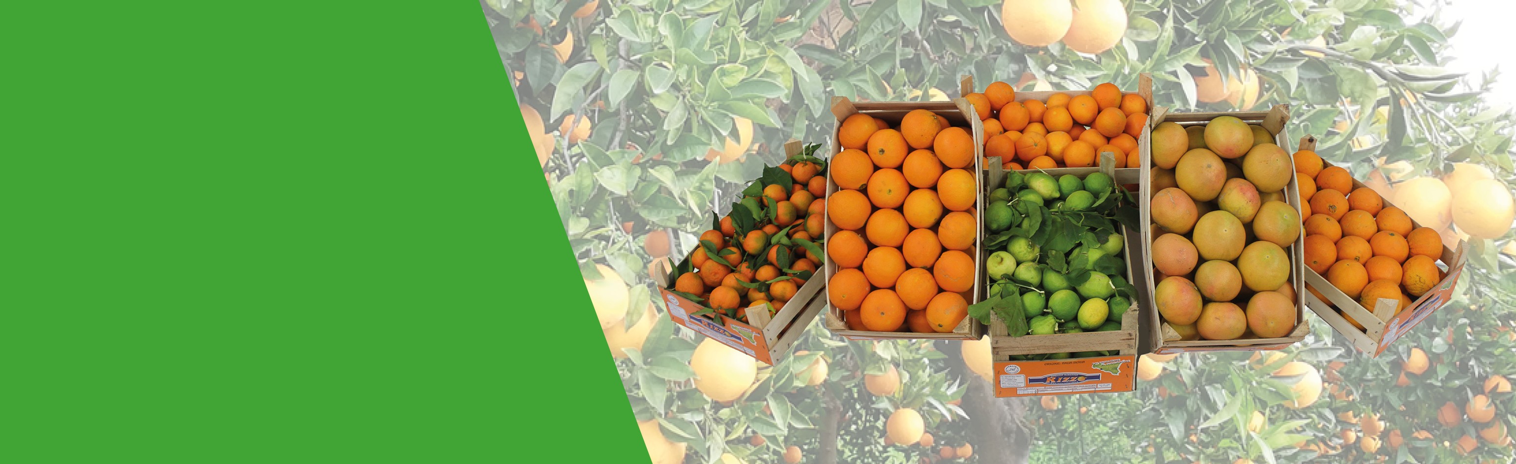 Agrumi Siciliani: Mandarini e Clementine, Limoni e Pompelmi Rosa